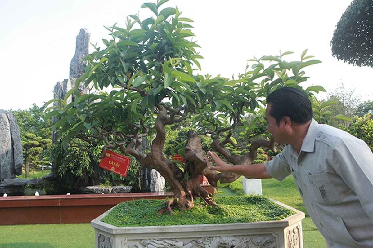 Bonsai oi “Te tuong Luu gu” chu nhan quy hon vang