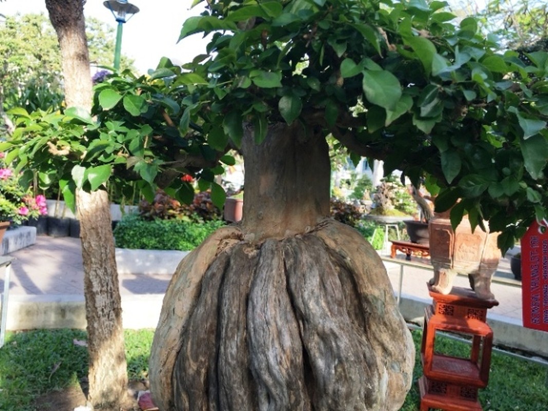 Loat bonsai dang quai, gia ca ty dong khien dai gia me met-Hinh-3