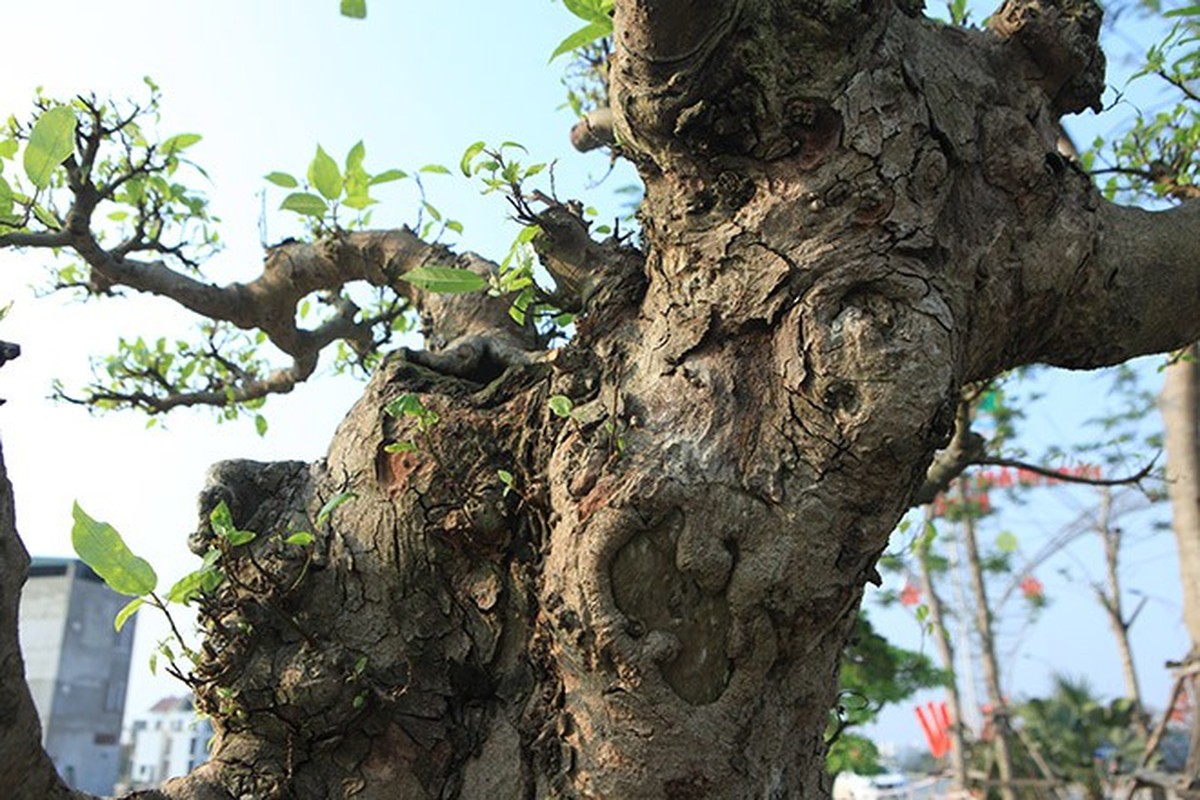 Loat bonsai dang quai, gia ca ty dong khien dai gia me met-Hinh-4