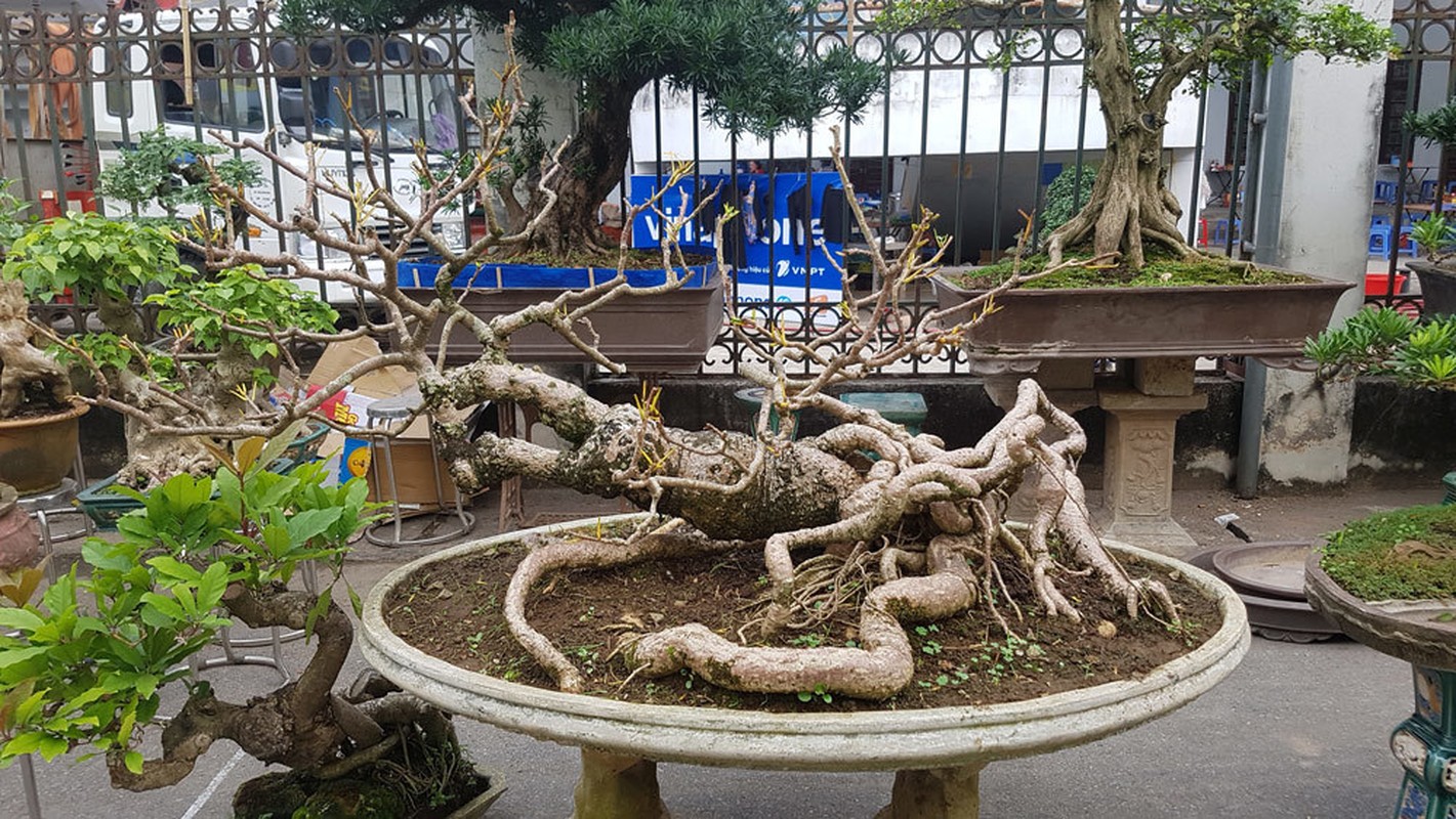 Loat bonsai dang quai, gia ca ty dong khien dai gia me met-Hinh-6