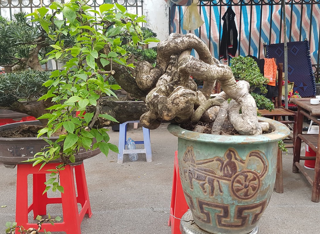 Loat bonsai dang quai, gia ca ty dong khien dai gia me met-Hinh-8