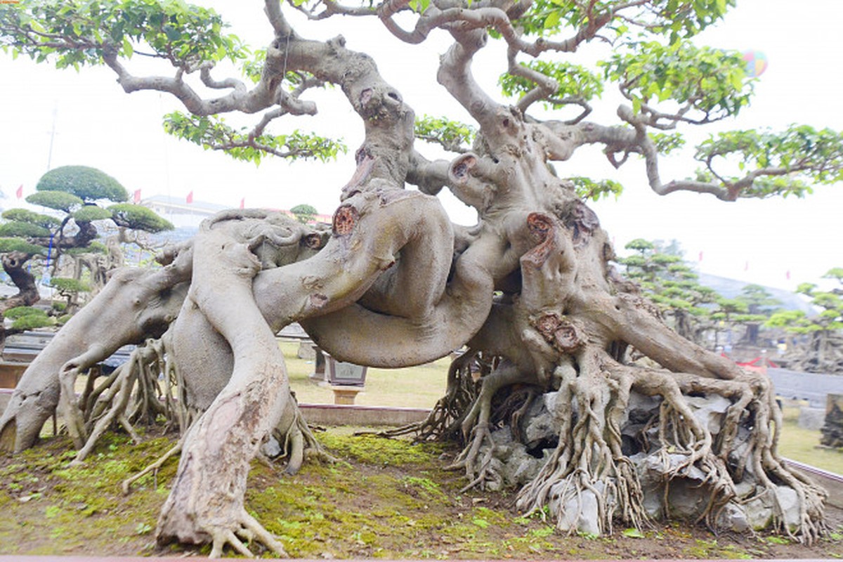 Nhin nhu khuc cui kho, nhung cay canh nay van co gia bac ty-Hinh-7