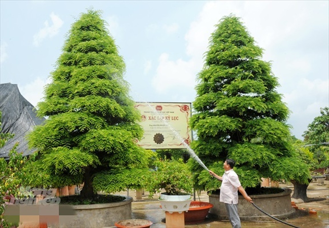 Nga ngua gia nhung cay canh “khung” nhat Viet Nam