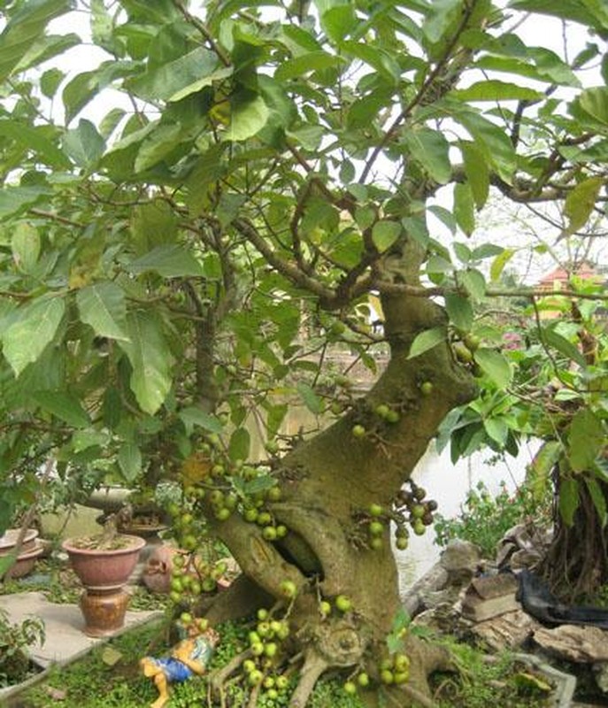 Thich mat loat bonsai sung chi chit qua hut khach can Tet-Hinh-10