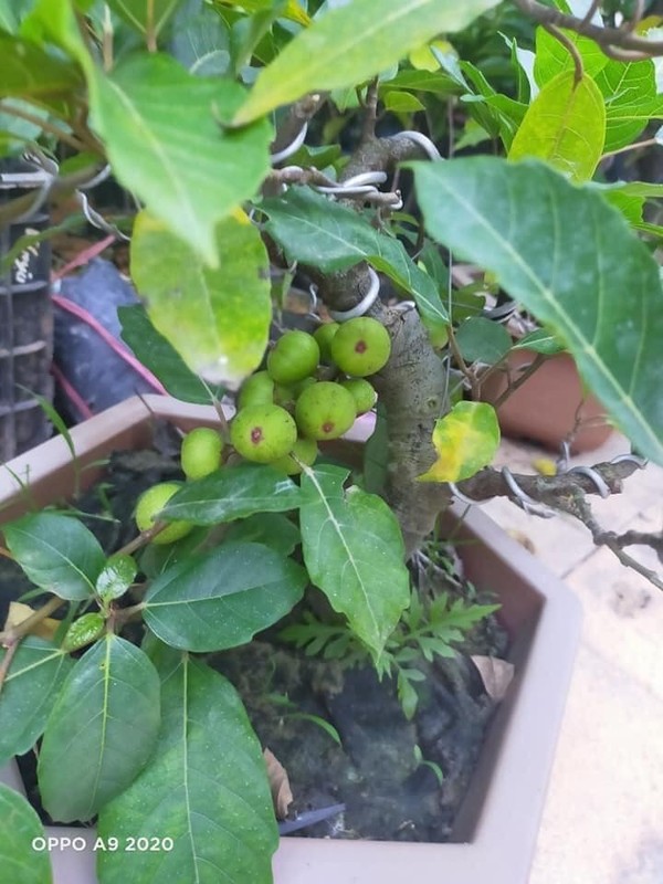 Thich mat loat bonsai sung chi chit qua hut khach can Tet-Hinh-4