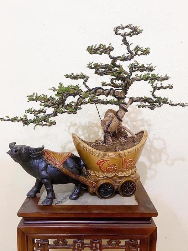 Man nhan loat bonsai hinh trau choi Tet 2021-Hinh-7