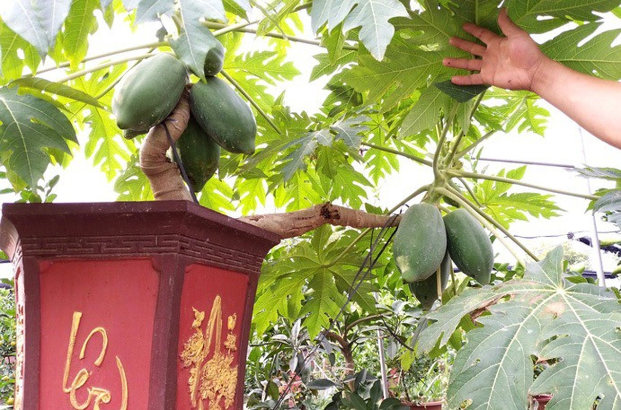 Man nhan du du bonsai chi chit qua, dai gia lung mua choi Tet-Hinh-5