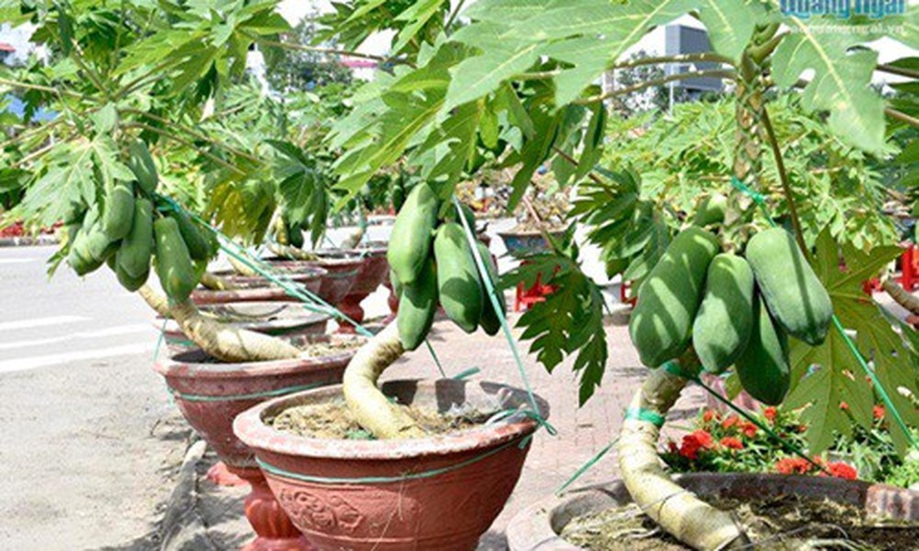 Man nhan du du bonsai chi chit qua, dai gia lung mua choi Tet-Hinh-8