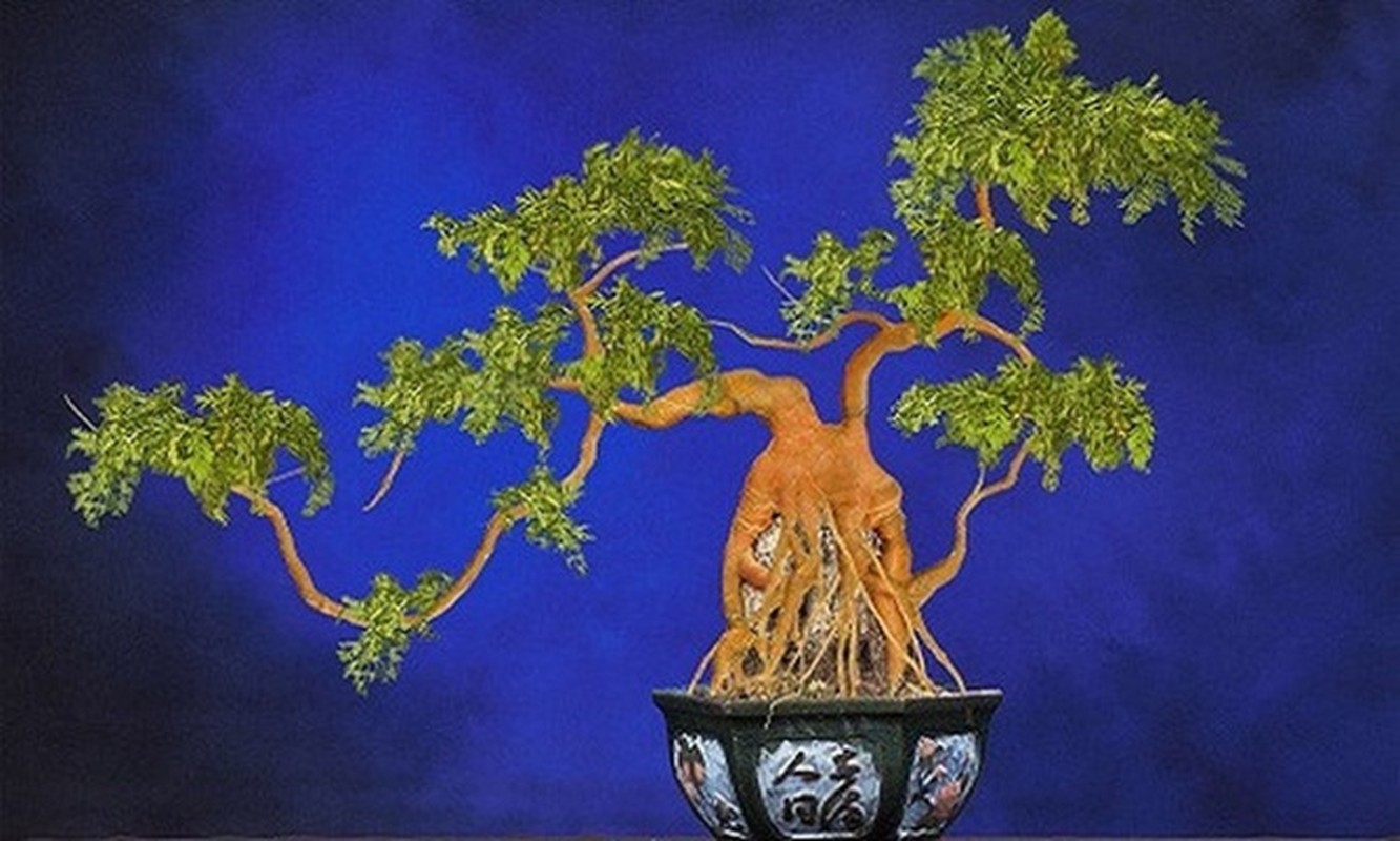 Cu cai do, su hao, ca rot len doi thanh bonsai choi Tet-Hinh-5