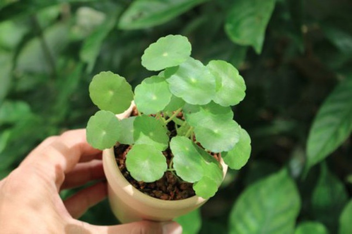 Ngo ngang loat cay dai thanh bonsai choi Tet-Hinh-11