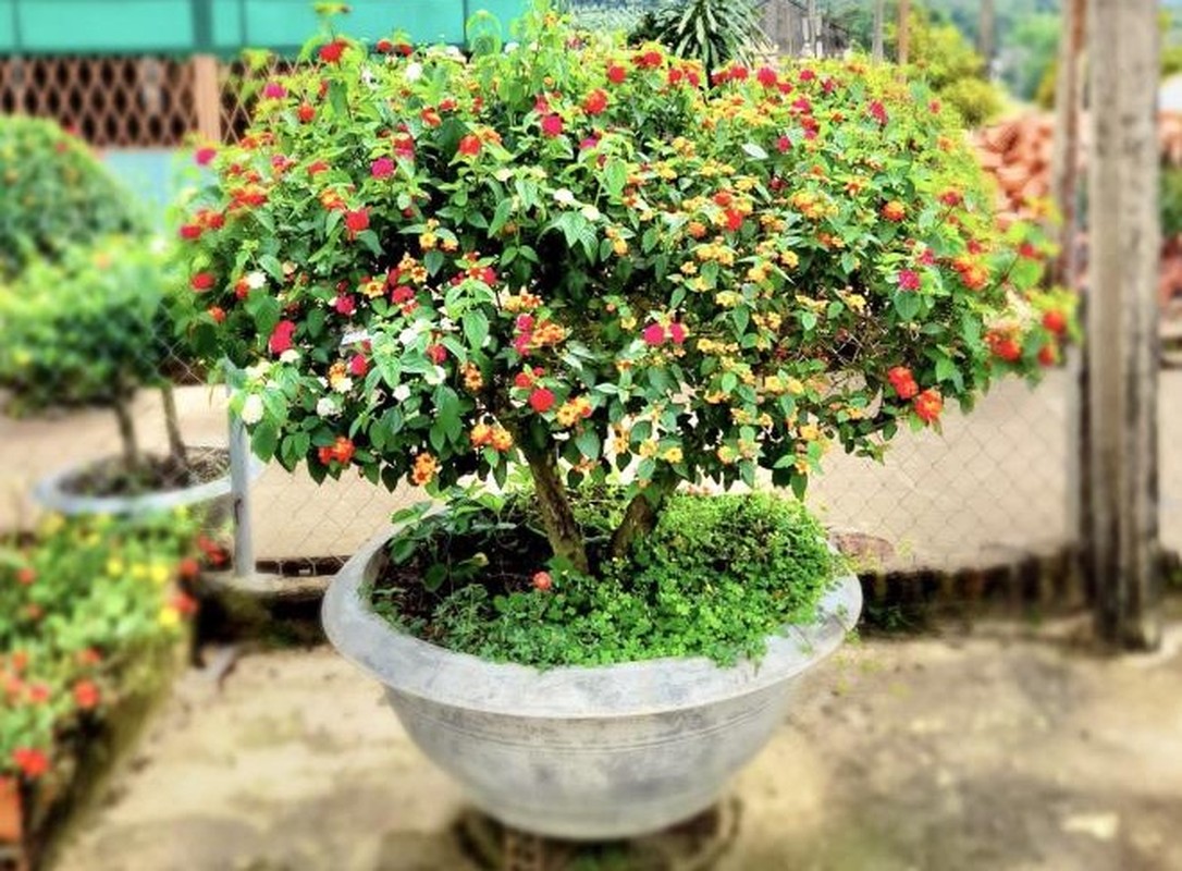 Ngo ngang loat cay dai thanh bonsai choi Tet-Hinh-2