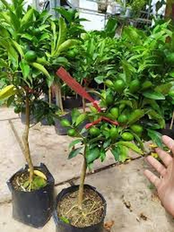Doc dao quat My bonsai gia “chat” hut khach choi Tet-Hinh-10