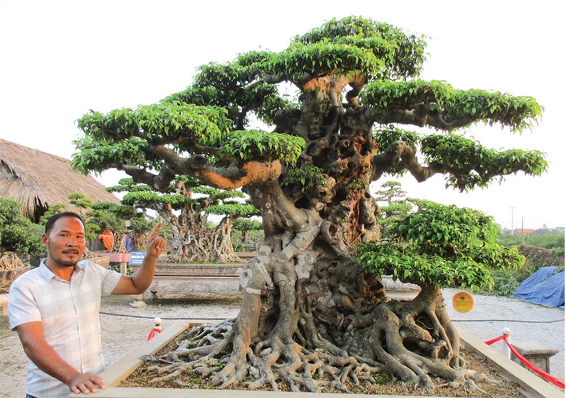 Bo suu tap cay canh tien ty sanh ngang “bau vat” khien bao nguoi tram tro-Hinh-12