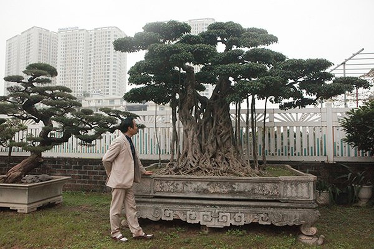 Bo suu tap cay canh tien ty sanh ngang “bau vat” khien bao nguoi tram tro-Hinh-6