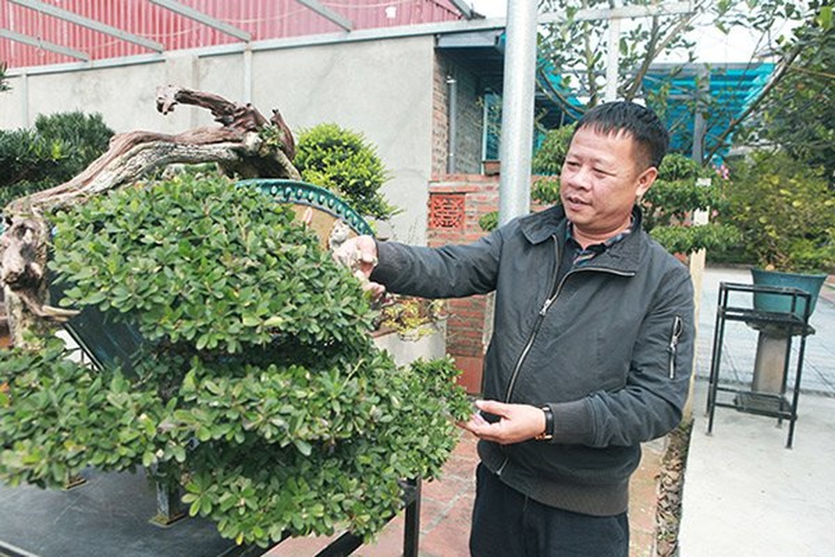 Bo suu tap cay canh tien ty sanh ngang “bau vat” khien bao nguoi tram tro-Hinh-8