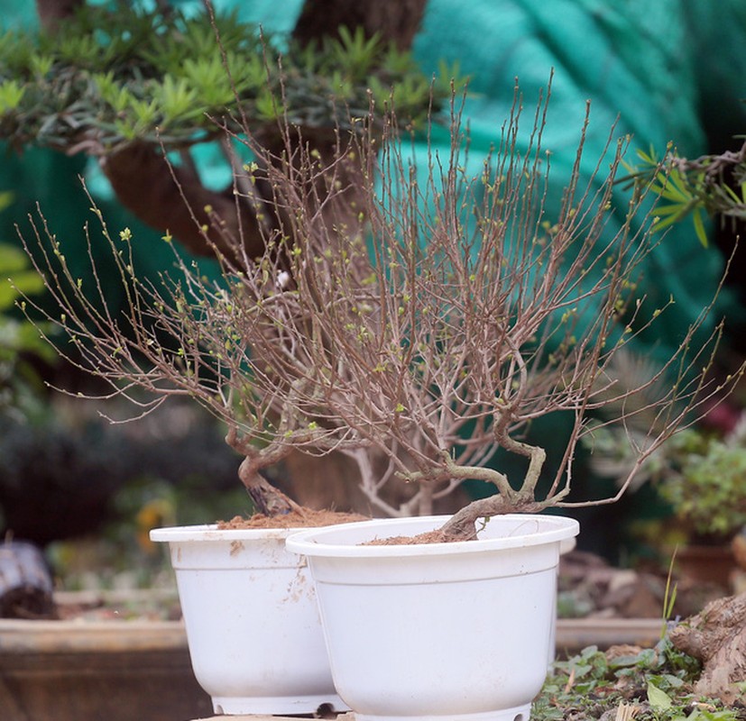 Bonsai ti hon quat, sung, dao...gia mem, hut khach dip Tet-Hinh-6