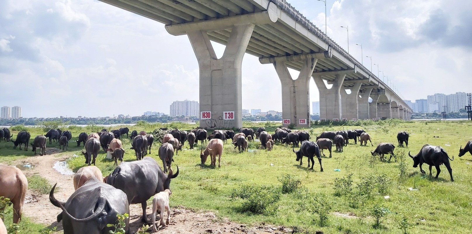 Tan muc dan trau 200 con tien ty giua long Ha Noi-Hinh-2