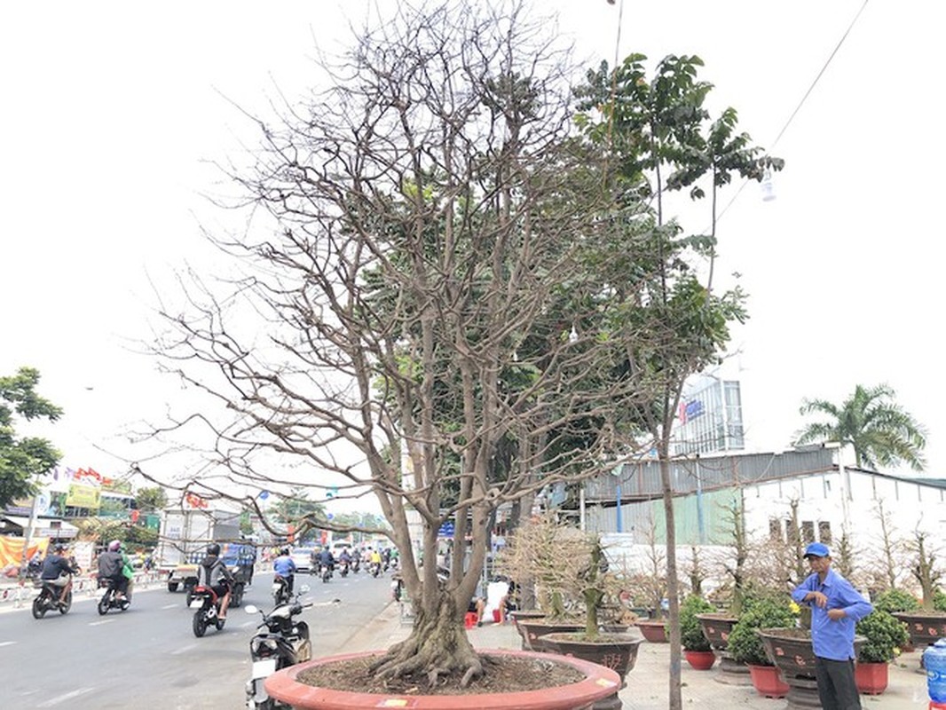 Man nhan nhung cay mai tram tuoi dat ngang chung cu-Hinh-5