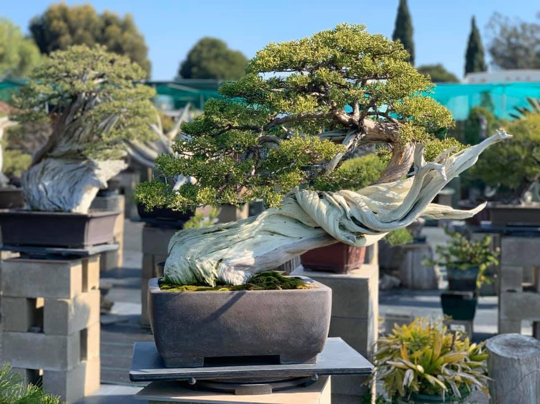 Man nhan vuon bonsai tien ty cua Bang Kieu o My-Hinh-5
