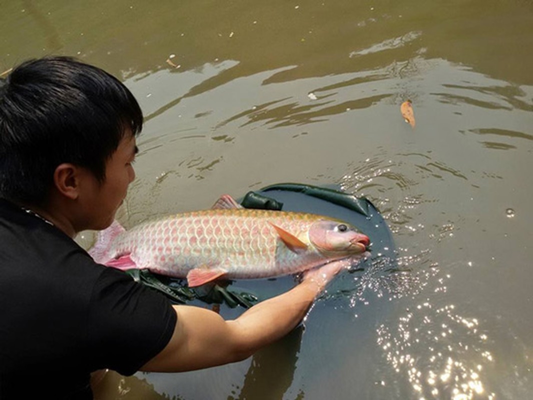 Boc gia 5 loai ca tien vua noi tieng Viet Nam, nghe gia tien ma 