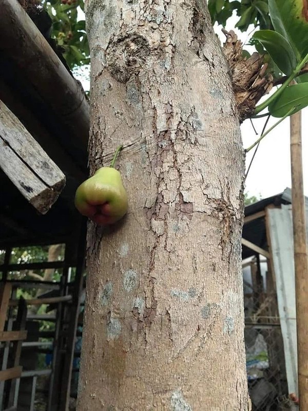 Nong dan sung sot voi trai cay moc ngoai quy luat tu nhien-Hinh-4