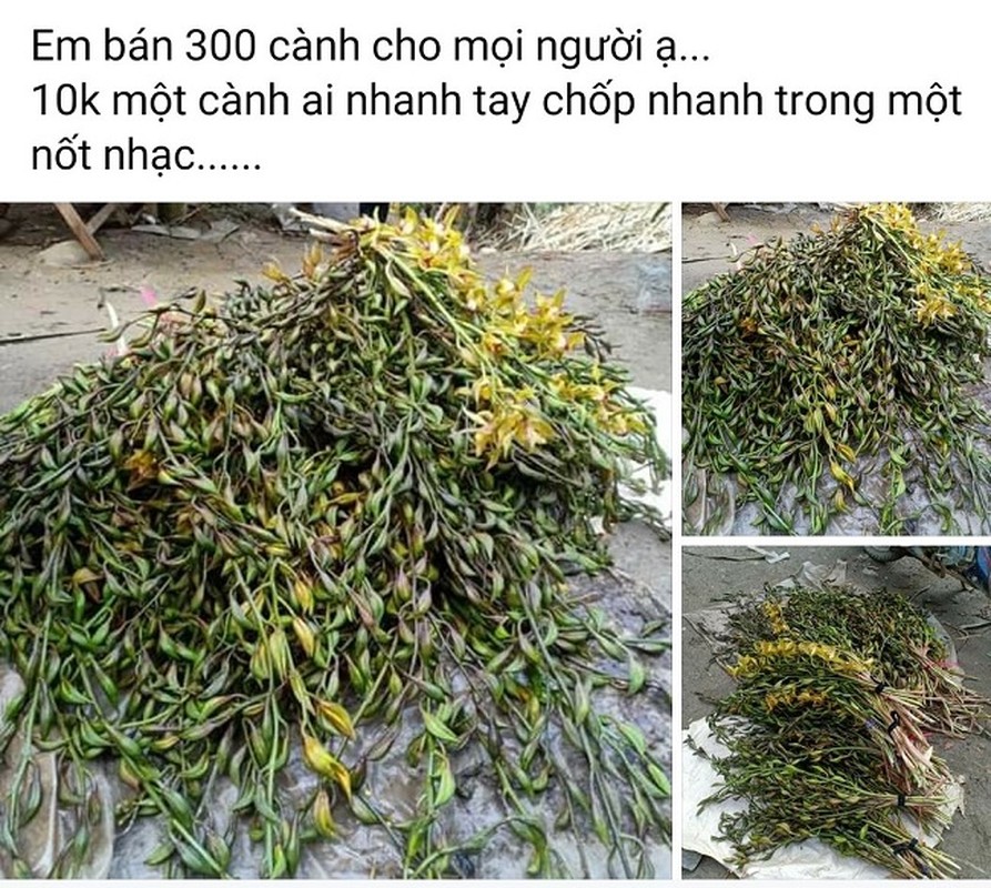 Bat mi ve lan “quy toc” truoc co tien cung kho mua... nay ban re nhu rau-Hinh-9