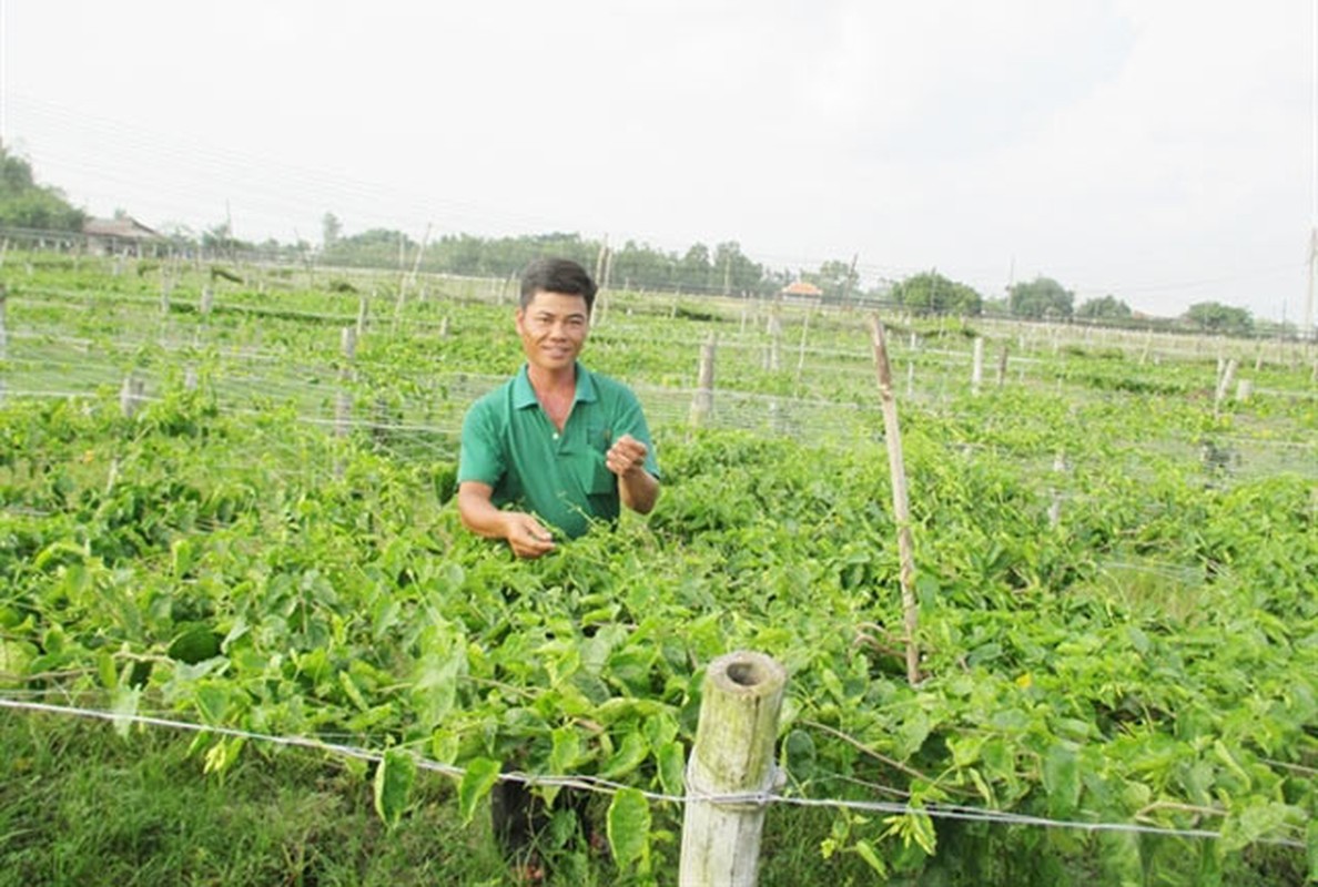 Bat ngo nhung loai cay leo bo rao nong dan kiem tien trieu-Hinh-3