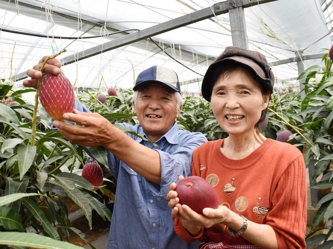 Nguoi trong he lo bi mat tao ra qua xoai gia tram trieu dong-Hinh-9