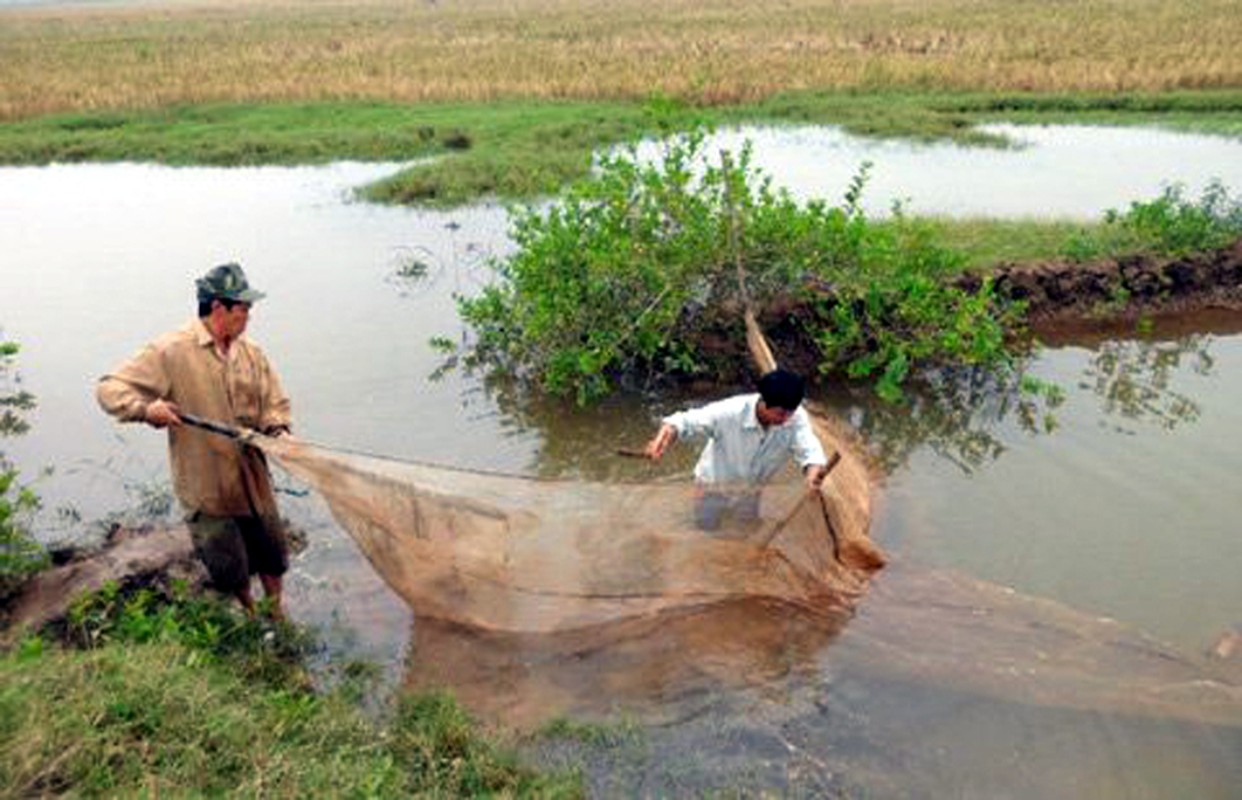 3 loai “loc troi” giup nguoi Viet “hai ra tien“-Hinh-2