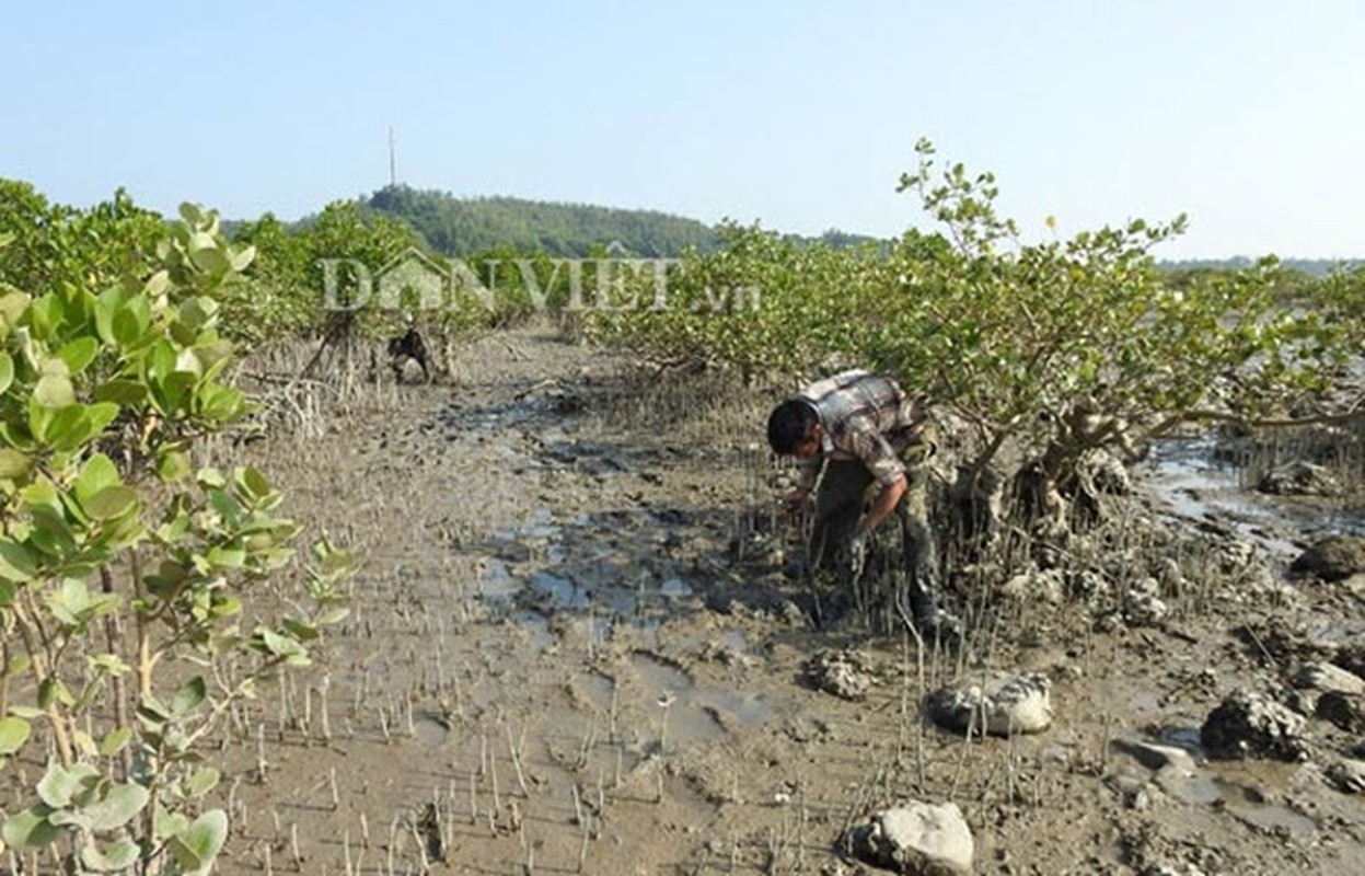 “Soi” gia cac loai “than duoc” nha giau Viet manh tay chi tien san lung-Hinh-6