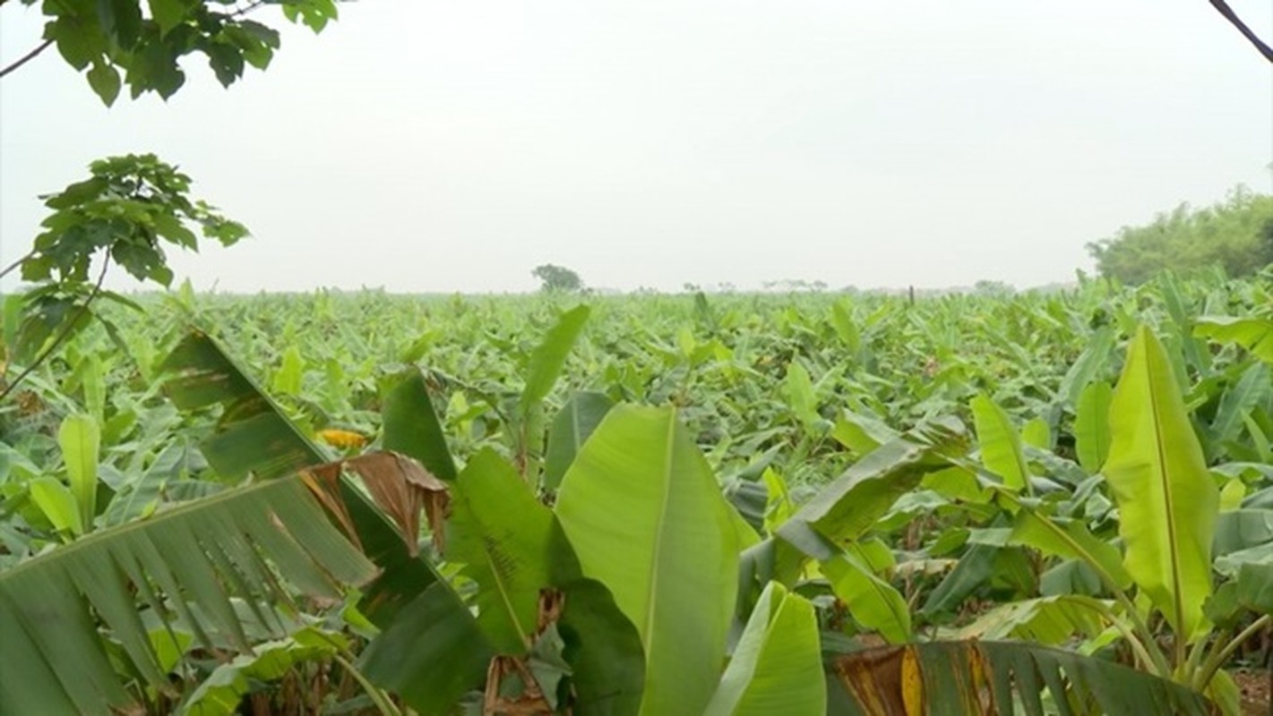 Xua khong ai ngo, nhung loai la nay gio dem ban 