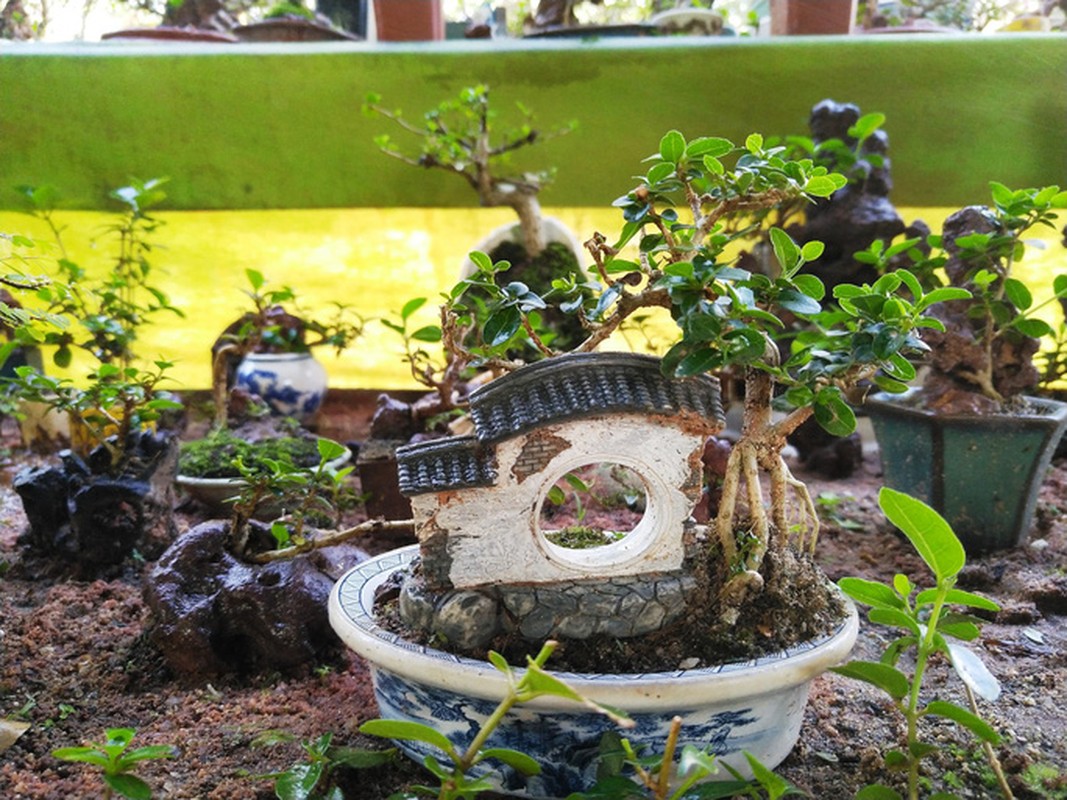 Chiem nguong 2 vuon bonsai doc dao xac lap ky luc o Viet Nam-Hinh-7