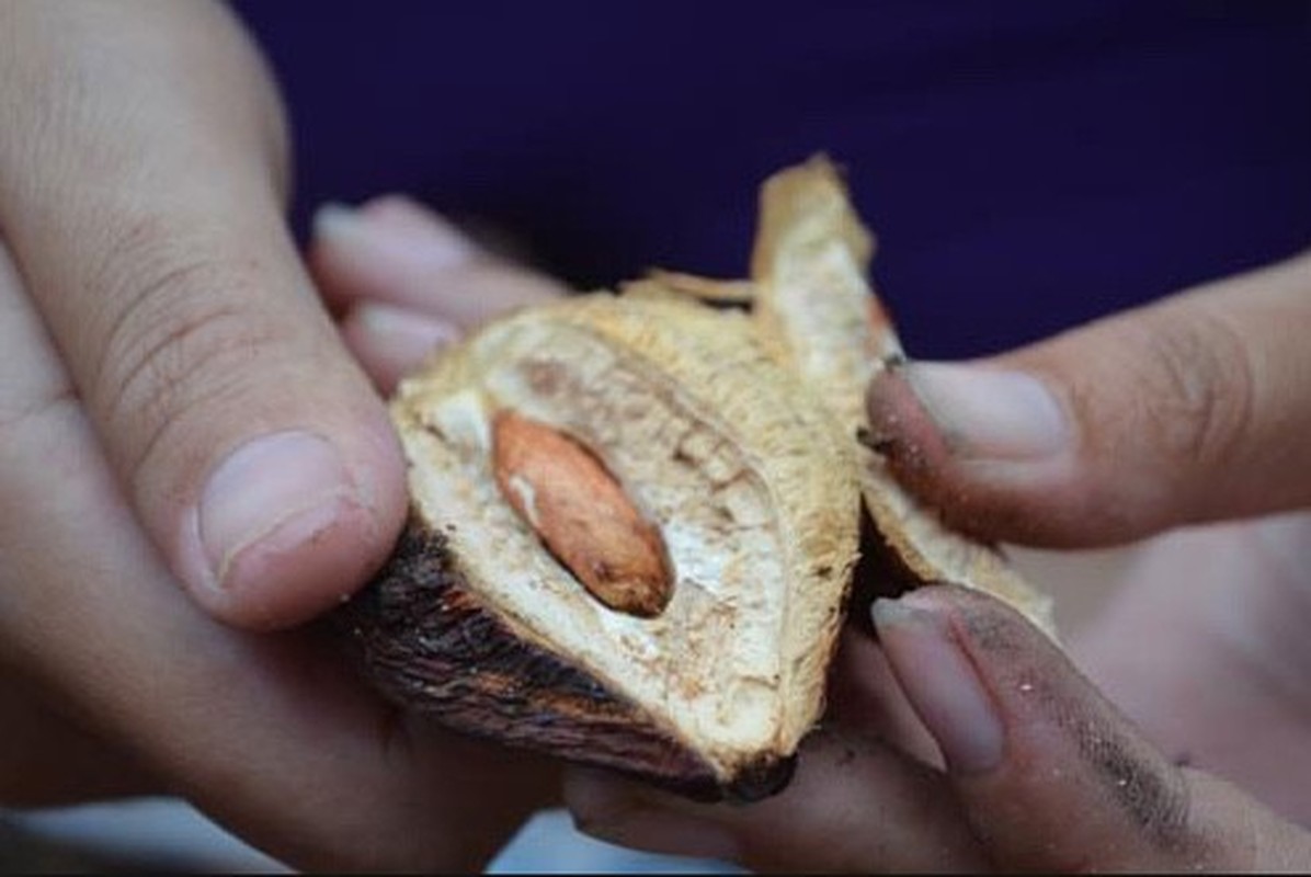 7 loai hat tuong chi dem vut di nhung gia cao “ngat nguong“-Hinh-2