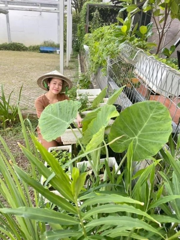 Moi mat ngam vuon rau xanh muot giua dai dich cua Nhat Kim Anh-Hinh-2