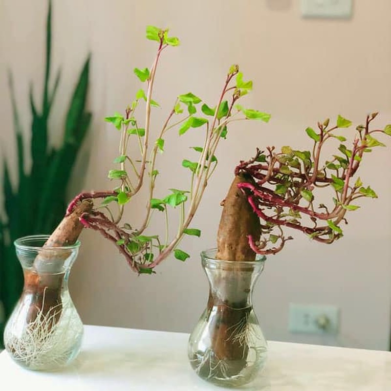 Dep hut mat nhung chau bonsai “lang dot bien” dang gay sot-Hinh-4