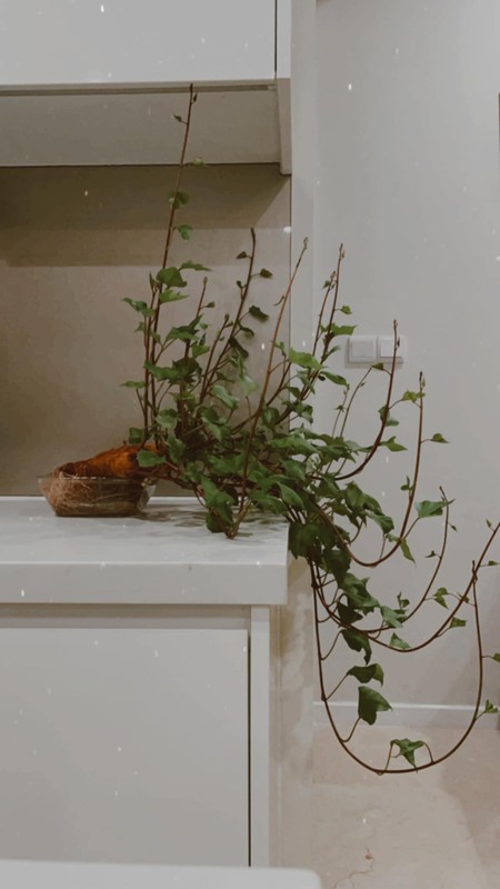 Dep hut mat nhung chau bonsai “lang dot bien” dang gay sot