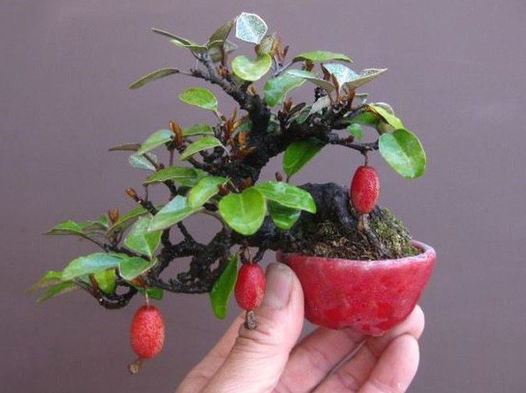 Bo suu tap bonsai cay an qua mini khien dan choi me tit-Hinh-10
