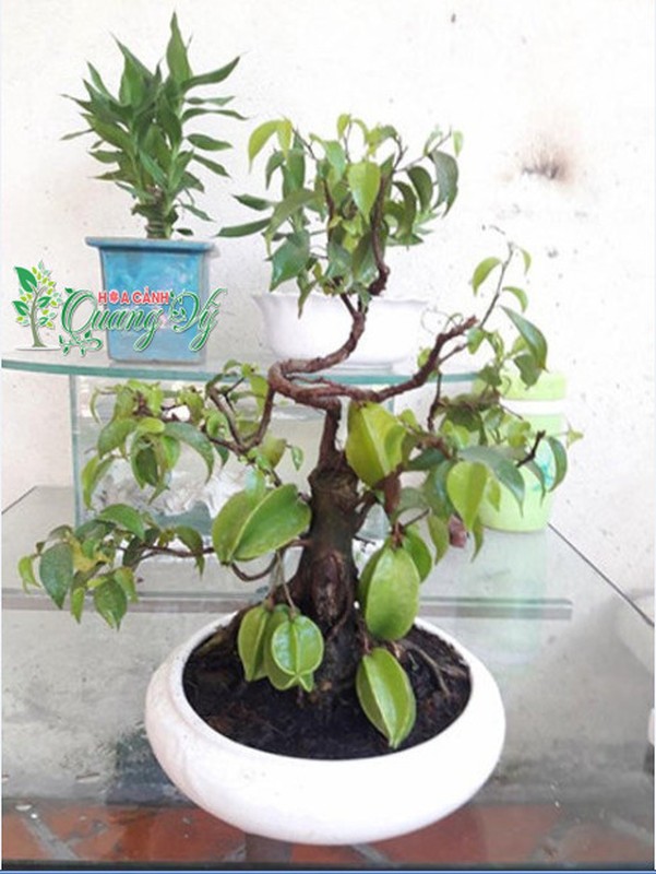 Bo suu tap bonsai cay an qua mini khien dan choi me tit-Hinh-6