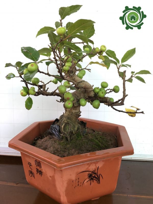 Bo suu tap bonsai cay an qua mini khien dan choi me tit-Hinh-8