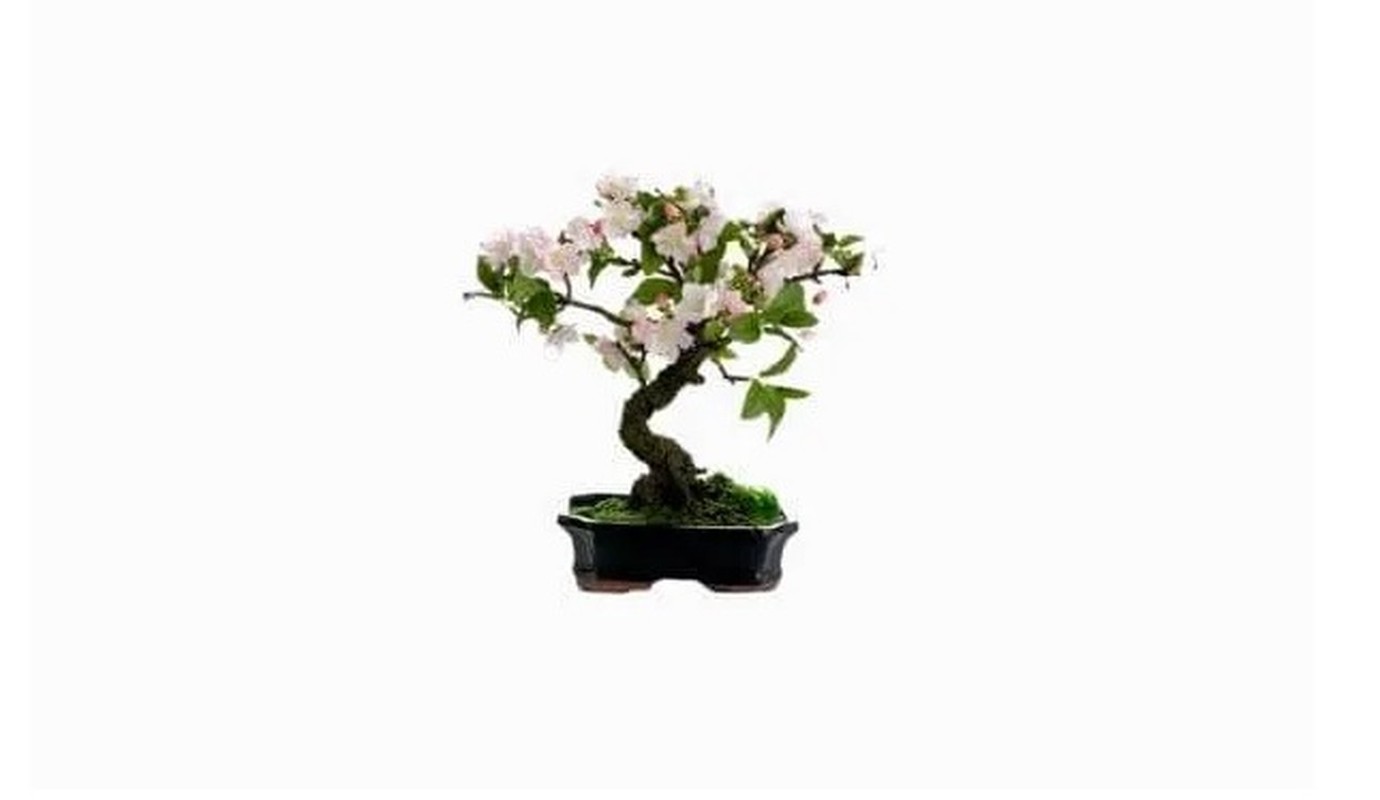 Man nhan loat sieu pham bonsai nha giau co tien cung kho mua-Hinh-10