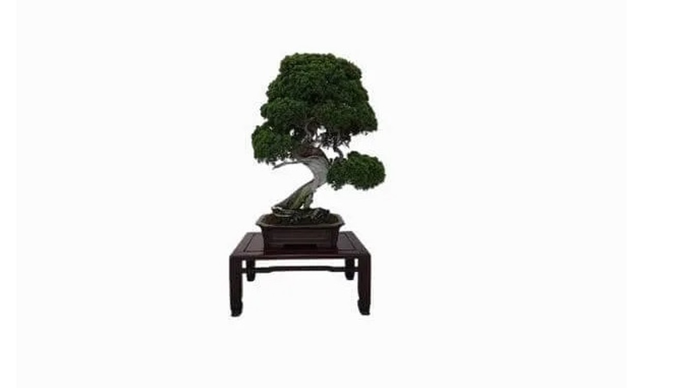 Man nhan loat sieu pham bonsai nha giau co tien cung kho mua-Hinh-3