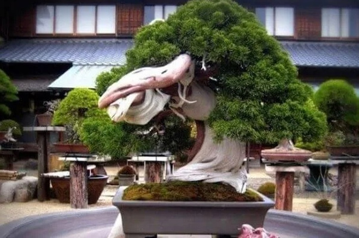 Man nhan loat sieu pham bonsai nha giau co tien cung kho mua-Hinh-5