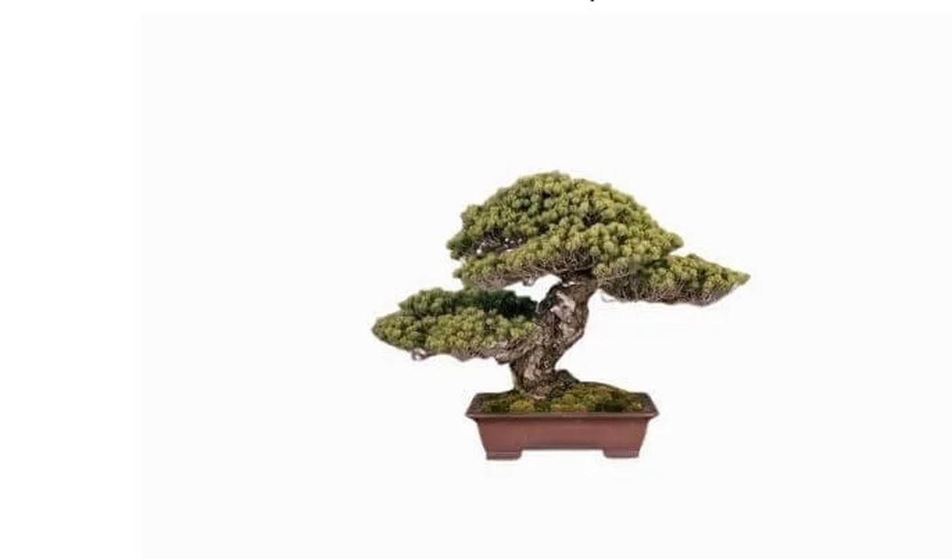 Man nhan loat sieu pham bonsai nha giau co tien cung kho mua-Hinh-6