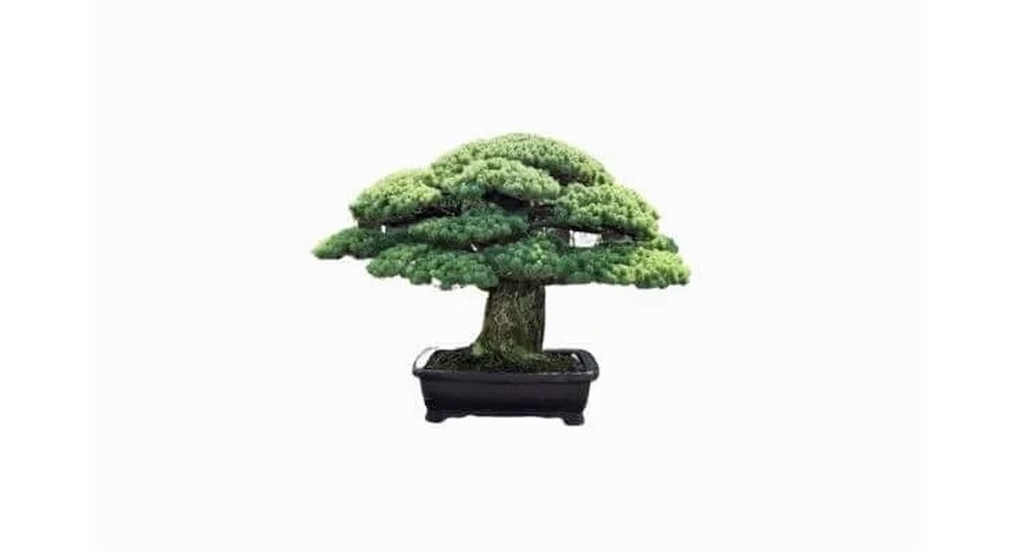 Man nhan loat sieu pham bonsai nha giau co tien cung kho mua-Hinh-7