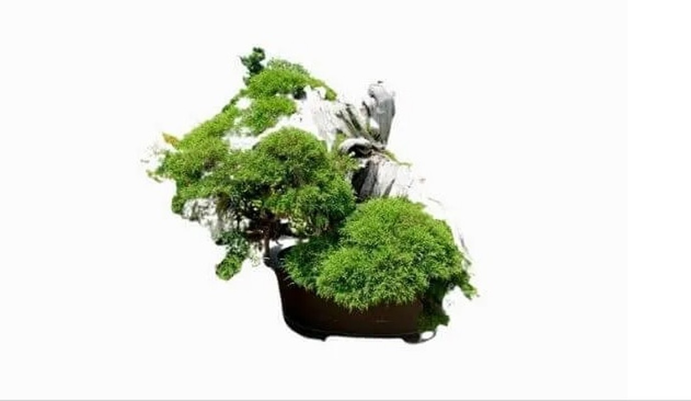 Man nhan loat sieu pham bonsai nha giau co tien cung kho mua