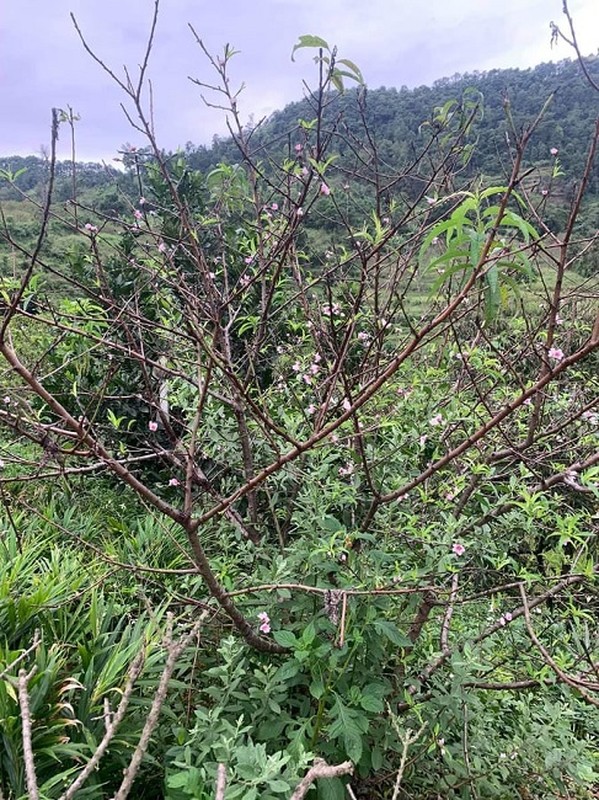 Dao no som gia bac trieu/canh, chi em Ha thanh lung mua choi Tet som-Hinh-9