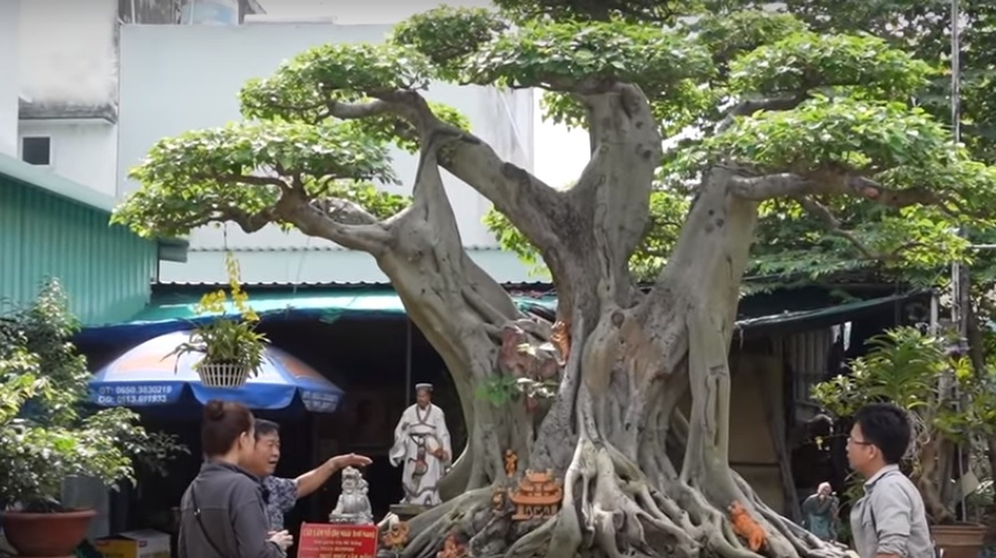 Choang vang cay canh “de nhat troi nam” gia 60 ty dong-Hinh-6