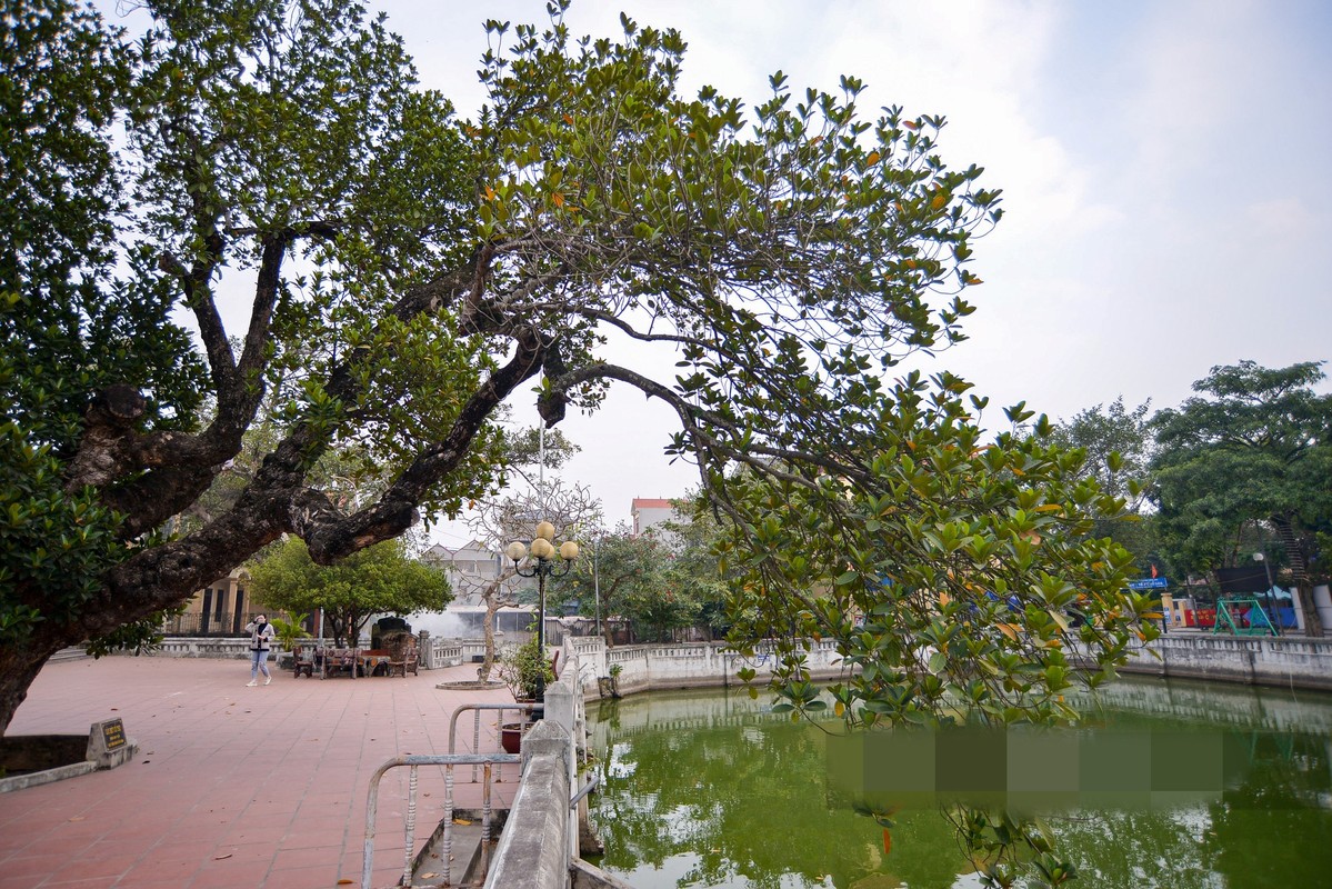 Can canh cay mit 500 tuoi dang co quai o Ha Noi-Hinh-10