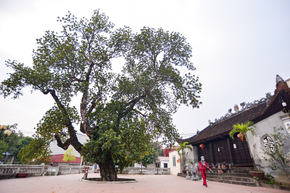 Can canh cay mit 500 tuoi dang co quai o Ha Noi-Hinh-11