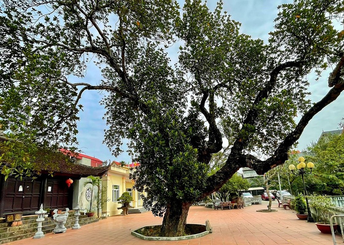 Can canh cay mit 500 tuoi dang co quai o Ha Noi